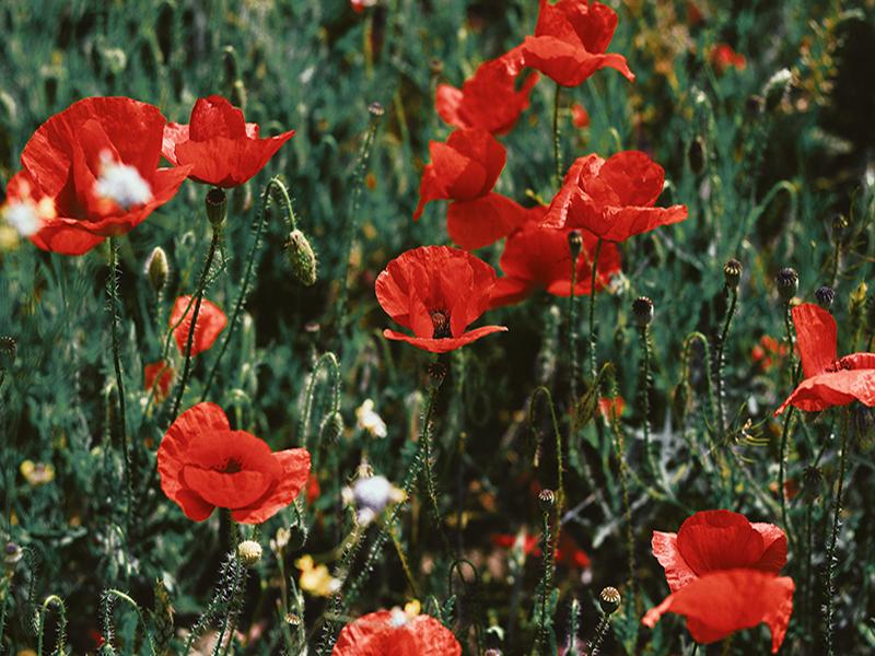 World War 1 Group Tour - England, France & Belgium