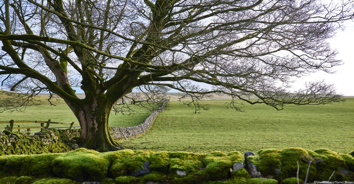 All Creatures Great and Small Tour