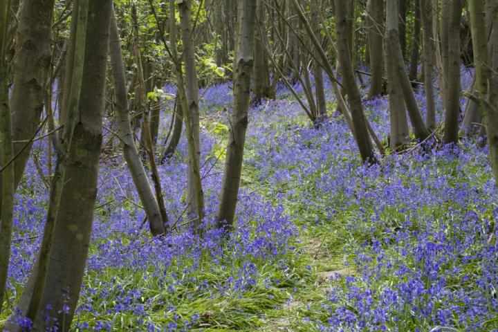 Bluebells at Sissinghurst Castle Garden © National Trust Images/Jonathan Buckley