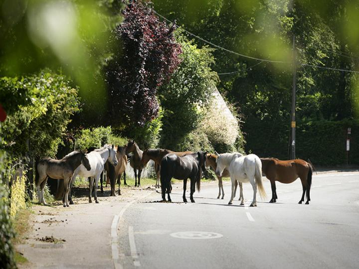 New Forest ponies ©  newforest.co.uk