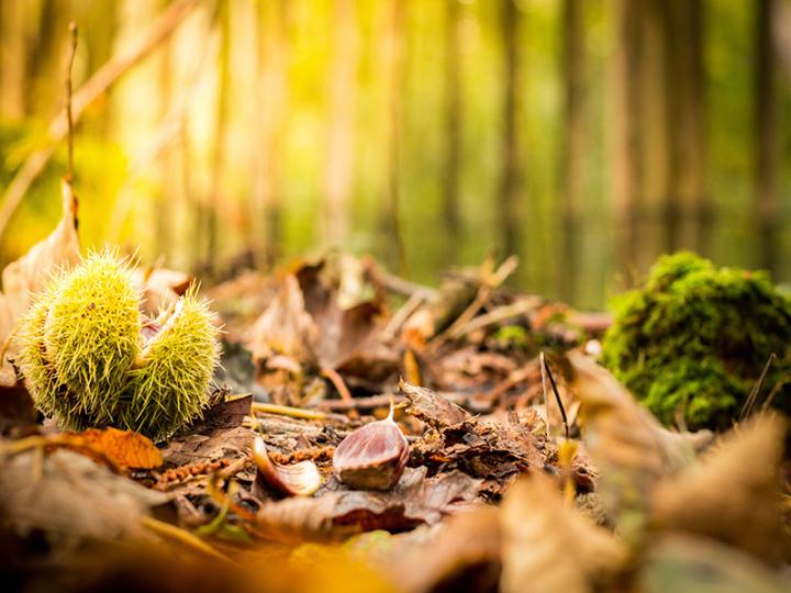 Autumn
