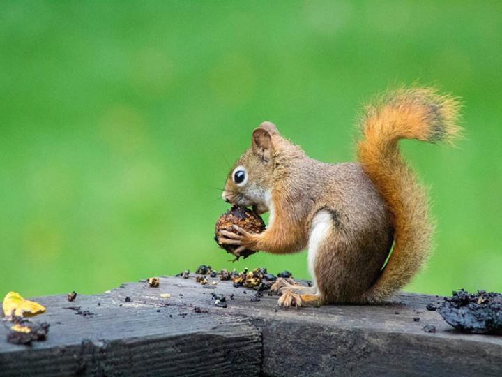 Squirrel eating nuts