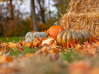 Icons of Autumn: Group Travel in the Fall
